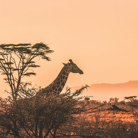 Africa [22 countries]